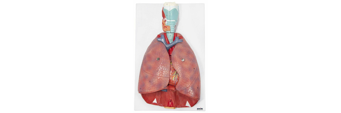 Human Respiratory System, 7 Parts