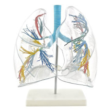 Transparent Lung