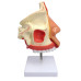 Nasal Cavity