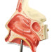 Nasal Cavity