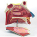 Nasal Cavity, 3 Parts