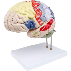 2x Life Size Regional Brain, 4 Parts