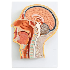 Median Section of Head (Relief Model)