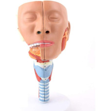 Head with Pharynx Muscles