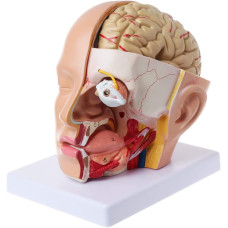 Head Dissection, 4 Parts