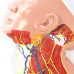 Nerves of Neck Region