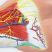 Nerves of Neck Region