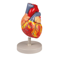 Human Heart, 2x life size, 4 Parts