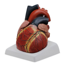 Giant Heart, 4x life size, 4 Parts