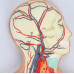 Human Circulatory System, 2 Parts