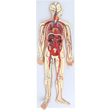 Human Circulatory System, 2 Parts