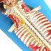 Spinal Cord in the Spinal Canal