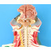 Spinal Cord in the Spinal Canal