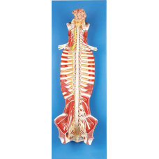 Spinal Cord in the Spinal Canal