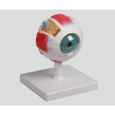 Mini Eye, 3x Life Size, 6 parts