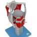 Functional Larynx model, 3x life size