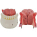 Human Larynx Anatomical Models with Tongue, 5 parts