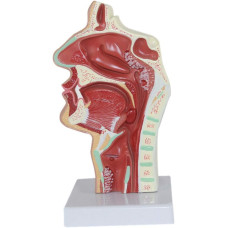 Nasopharyngeal Cavity Pathology Model