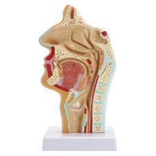 Nasal Cavity Throat