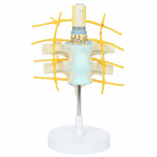 Thoracic Vertebrae with Spinal Cord