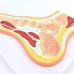 Human Foot Joint Muscle MRI Section