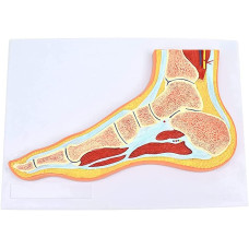 Human Foot Joint Muscle MRI Section