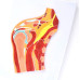 Human Shoulder Joint Muscle MRI Section