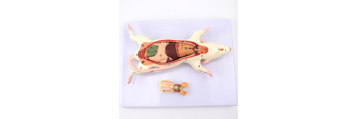 Rat Dissection Model