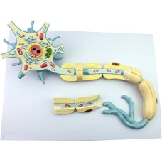 Neuron Model, 2 Parts