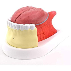 Tongue Model, 4 Parts