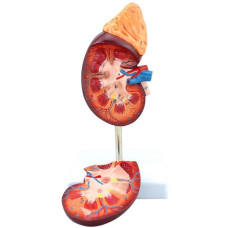 Kidney with Adrenal Gland, 1.5X life size, 2 Parts