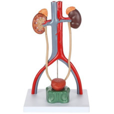 Male Urinary System, J-type, 3 Parts