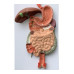 Human Digestive System, 3 Parts