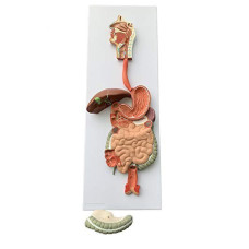 Human Digestive System, 3 Parts