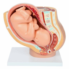 Pregnancy Pelvis with Mature Fetus, 2 Parts