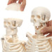 Human Skeleton (Medium Size)