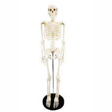 Human Skeleton (Medium Size)