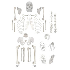 Human Disarticulated Skeleton, Full