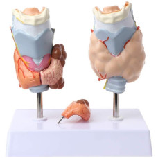 Thyroid Disease, 4 Parts