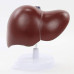 Liver, Life Size