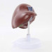 Liver, Life Size