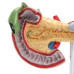 Pancreas, spleen, and duodenal lesion