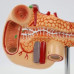 Pancreas, Duodenum and Spleen