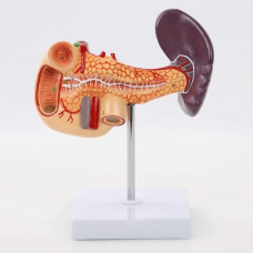 Pancreas, Duodenum and Spleen