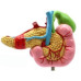 Pancreas, Duodenum and Gallbladder Pathological Model