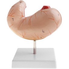 Stomach, life size, 2 Parts