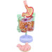 Colon Intestine Gastrointestinal Disease