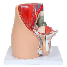 Male Pelvis, 4 Parts