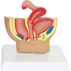 Female Pelvis Model, 1/2X life size