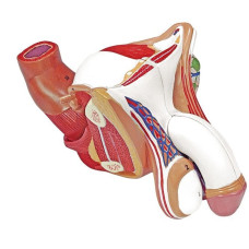 Median Male Genital Organ, 4 parts